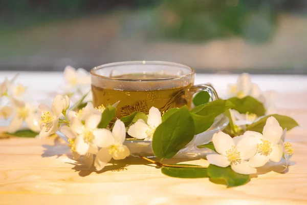 Жасминовый чай в мягком теплом вечернем свете со свежими жасминовыми цветами — стоковое фото