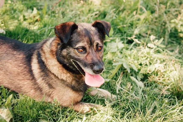 Dog lying down in the grass. — Stock Photo, Image