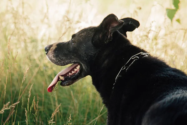 Negro perro grande se encuentra en la hierba — Foto de Stock