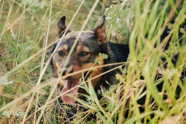 Cães sem-abrigo nas ruas da cidade. Os animais estão à procura de comida . — Fotografia de Stock