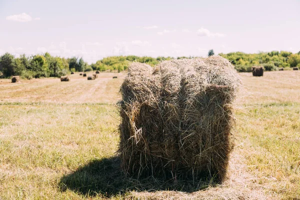 Close Hay Stack Texture Hay Stack Backgound Hay Field — Stock Photo, Image