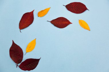 Sonbahar yaratıcı kompozisyonu. Mavi arka planda kurumuş yapraklar. Sonbahar konsepti. Sonbahar arkaplanı. Düz yatıyordu