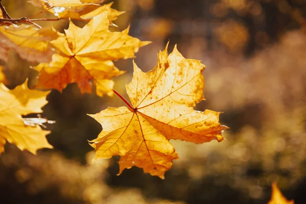 Herbst-Ahorn lässt Sonnenlicht hinter sich. Herbstliche Ahornblätter fallen. Ahornblätter im Herbst hinterleuchtet. — Stockfoto