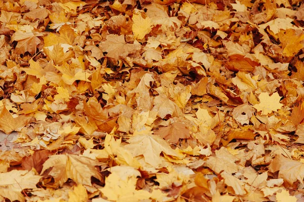 Fundo de outono com folhas de bordo coloridas deitadas no chão. Tapete de folha amarelo natural. — Fotografia de Stock