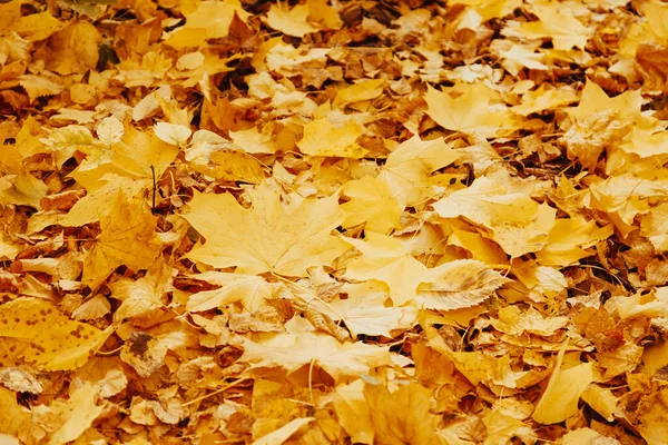 Herbst Hintergrund mit bunten Ahornblättern, die auf dem Boden liegen. Natürlicher gelber Blattteppich. — Stockfoto