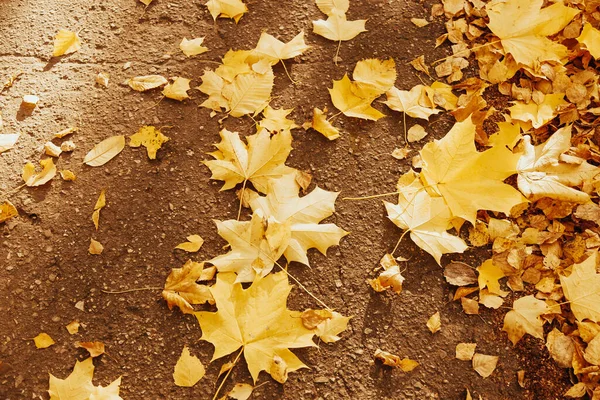 Gele esdoorn bladeren op het natte asfalt oppervlak. Gouden bladeren. Herfst blad. Gouden val in de stad — Stockfoto