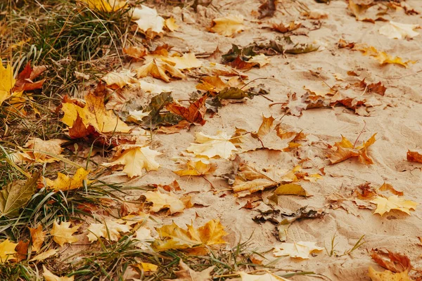 As folhas caídas secas amarelas e alaranjadas encontram-se no fundo do outono da areia — Fotografia de Stock