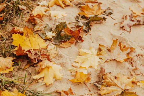 Gelbe und orangefarbene Blätter liegen auf dem Sand im Herbst Hintergrund — Stockfoto