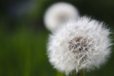 Kopya alanı ile yeşil zemin üzerine beyaz bir karahindiba