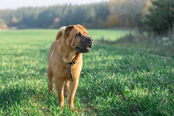 Собака Шарпей Прогулянки Поле Восени — стокове фото