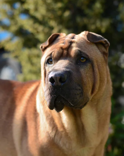 Dog Shar Pei — Stockfoto