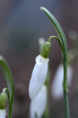 Spring Snowdrop Flowers with Water Drops