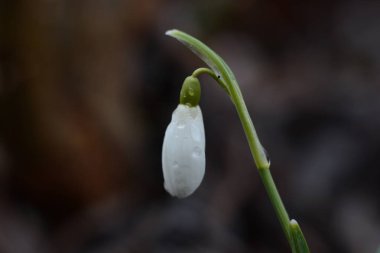 Spring Snowdrop Flowers with Water Drops