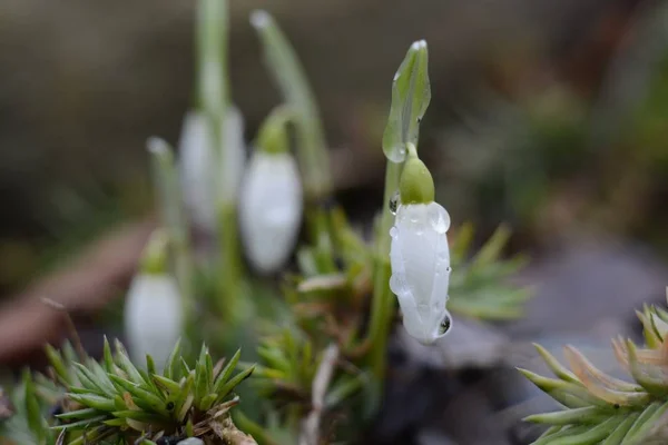 Spring Snowdrop Flowers with Water Drops — Stock Photo, Image