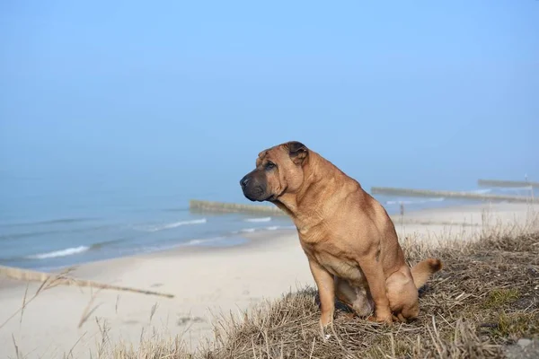 Perro rojo Shar Pei se sienta en la playa —  Fotos de Stock