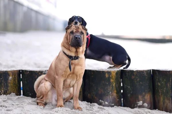 Dos perros de pelo rojo Shar-Pei y un pequeño dachshund negro se sientan y miran a un lado . —  Fotos de Stock