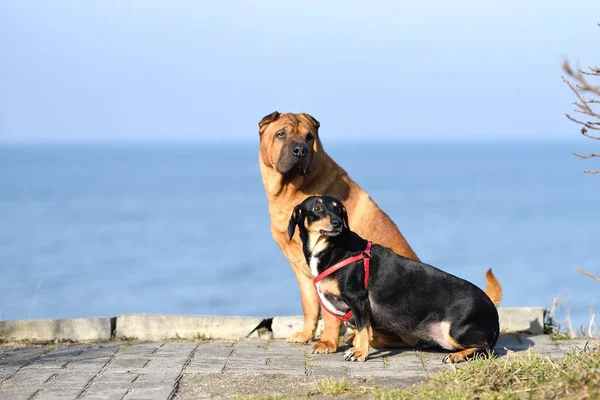 Dos perros de pelo rojo Shar-Pei y un pequeño dachshund negro se sientan y miran a un lado . —  Fotos de Stock