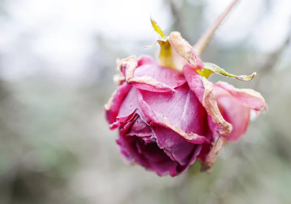 Light Red Rose Thick Petals Starting Close Whiter Dark Grey — Stock Photo, Image