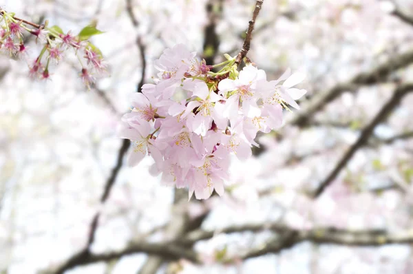 Full Bloom Sakura Japan Cherry Blossom Japanese Spring Flower Sakura — Stock Photo, Image