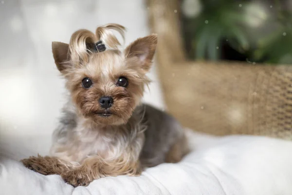 Yorkshire Terrier Biały Fotel Zielony Plan Tle — Zdjęcie stockowe