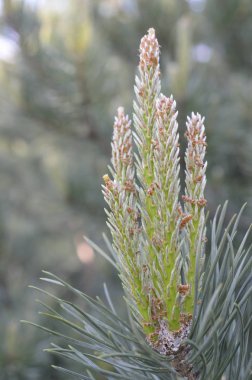 çam dalı narin sarı bahar sproutsin ile yakın çekim