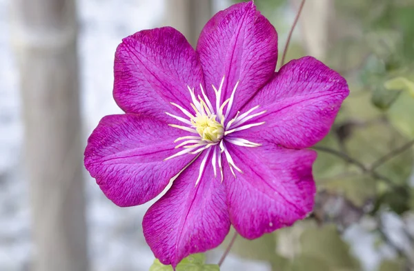 Jasny Różowy Clematis Kwiat Zielonych Liści Tle Ogrodzenia Drewniane — Zdjęcie stockowe