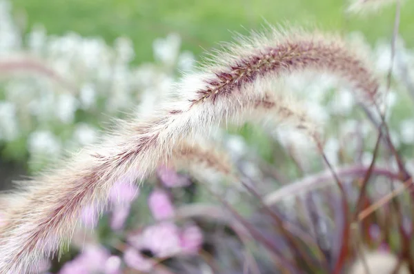 Beautiful Blooming Grass Bokeh Ion Field — Stock Photo, Image