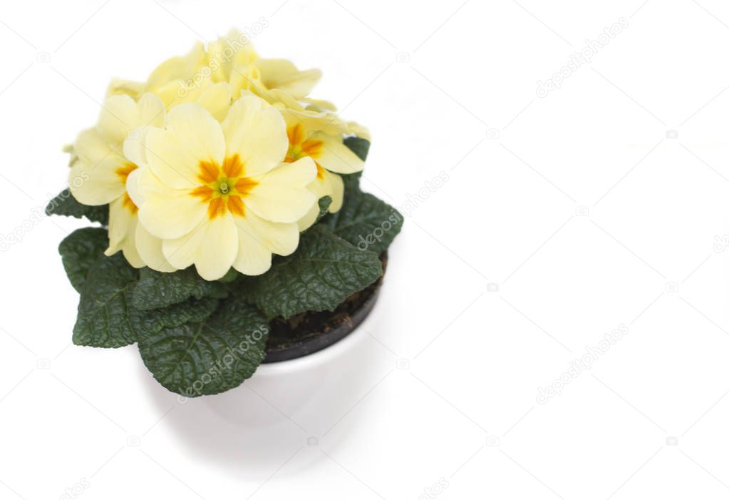 Yellow primerose in pot on white background