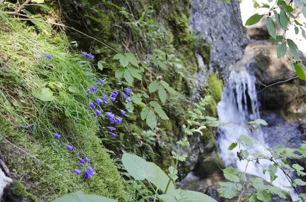 Blaue Glockenblumen mit Wasserfall auf Speck — Stockfoto