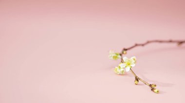 Mercan bir arka plan üzerinde izole beyaz kiraz Şubesi çiçeklenme