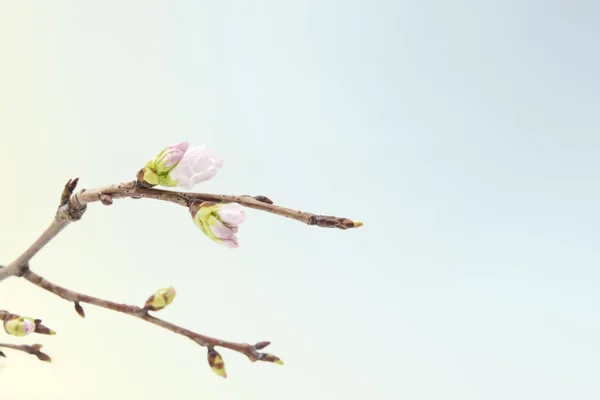 Blooming cherry branch isolated on blue background — Stock Photo, Image