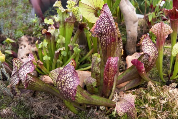 赤と緑のパターン投手植物の背景 — ストック写真