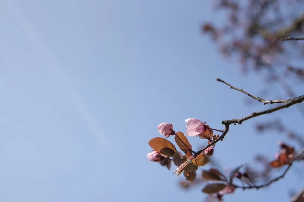 Branch with cherry blossom on blue background — Stock Photo, Image