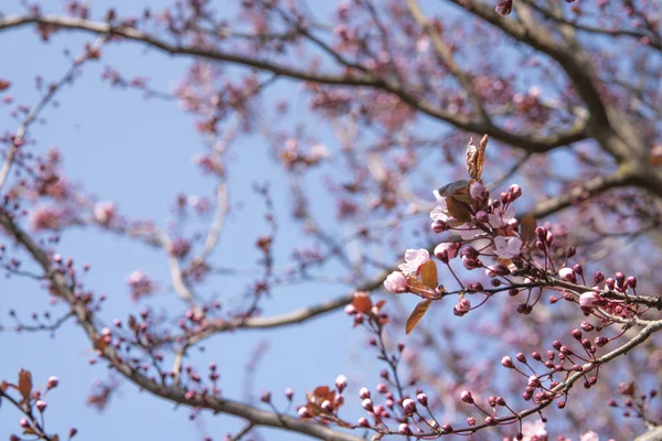 Branch with cherry blossom on blue background — Stock Photo, Image