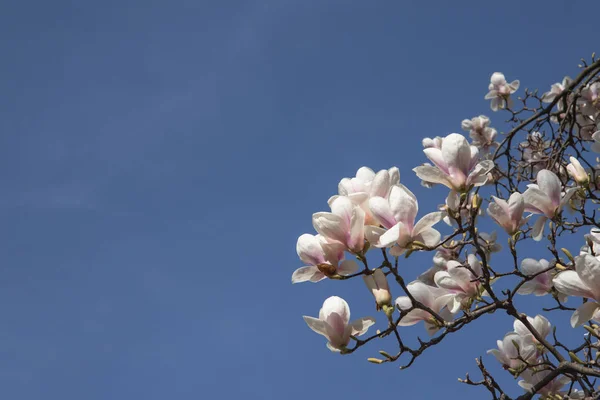 Kwitnący oddział magnolia na tle niebieskiego nieba — Zdjęcie stockowe