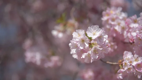 Branch with cherry blossom in close up — Stock Photo, Image