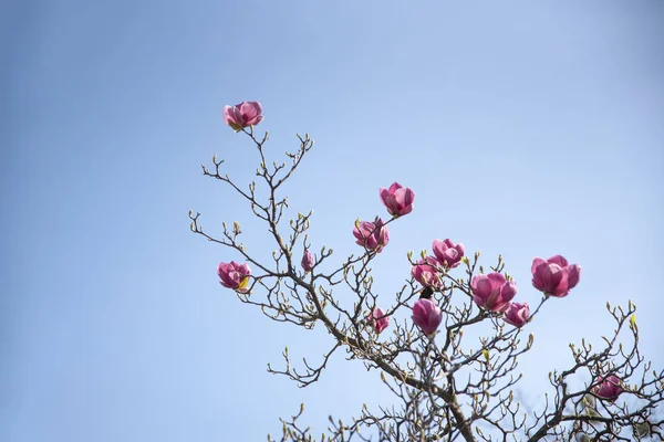 Bloeiende magnolia tak op blauwe hemelachtergrond — Stockfoto