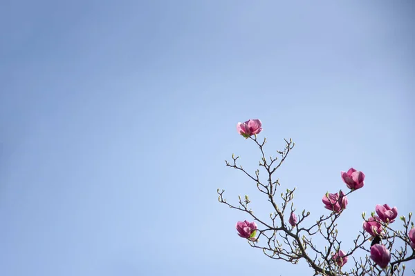 Blooming magnolia branch on blue sky background — Stock Photo, Image