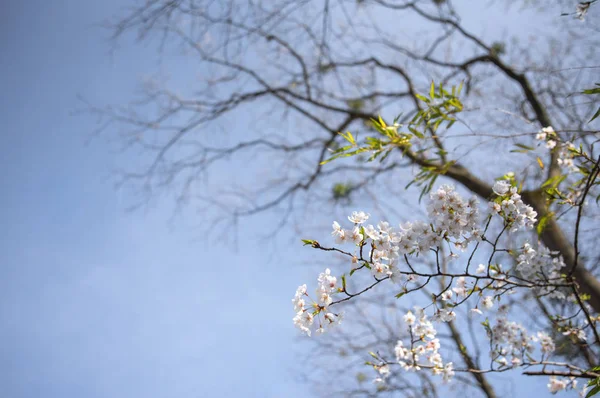 Branch with cherry blossom on blue background — Stock Photo, Image