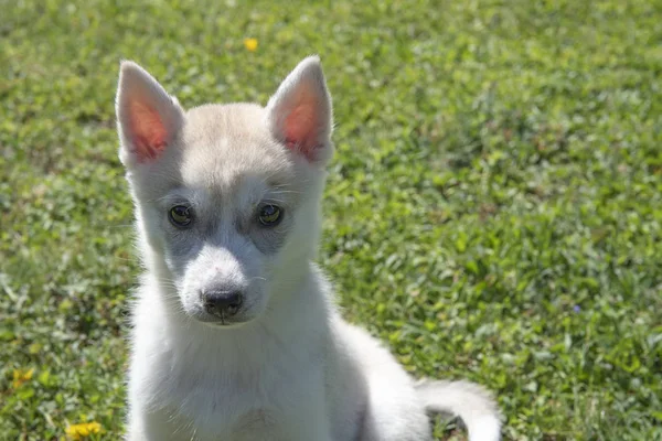 Siberian husky szczeniak siedział na zielonej trawie — Zdjęcie stockowe