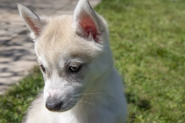 Siberische husky puppy zittend op groen gras — Stockfoto