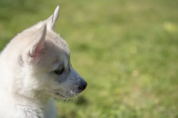 Siberian husky szczeniak siedział na zielonej trawie — Zdjęcie stockowe