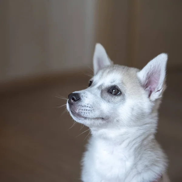 Witte Siberische husky puppy zit in de kamer — Stockfoto