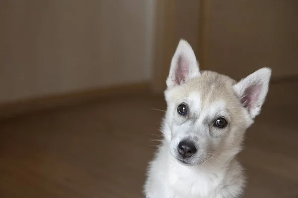 Белый сибирский хаски щенок сидит в комнате — стоковое фото