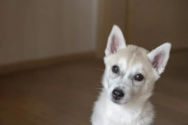 Biały syberyjski husky szczeniak siedzi w pokoju — Zdjęcie stockowe