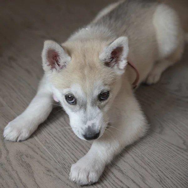 Biały syberyjski husky szczeniak leżący na podłodze — Zdjęcie stockowe