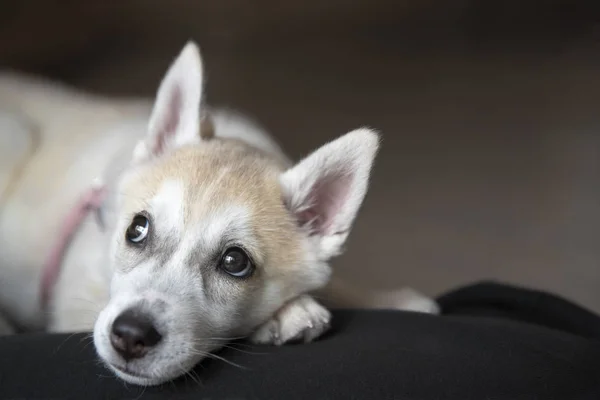 Witte Siberische husky puppy liggend, menselijke knieën — Stockfoto