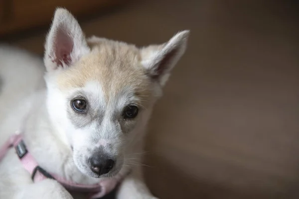 Biały syberyjski husky szczeniak leżący na podłodze — Zdjęcie stockowe