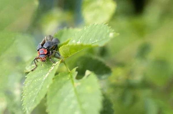 Bug noir et rouge assis sur la feuille — Photo