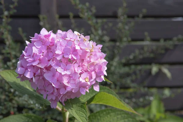 Pink hydrangea with green leaves in garden — Stock Photo, Image